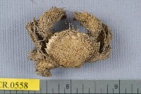 藏品(蝙蝠毛刺蟹)的圖片